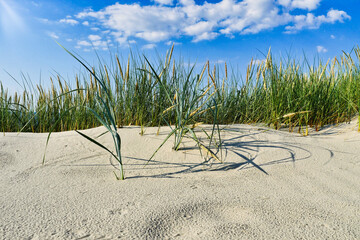 Fototapeta na wymiar Beach Grass on Sand and Picturesque Sky