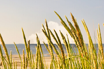 Reed Plant Sprigs and Sea Background