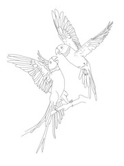 Bird Detailed Vector Drawing