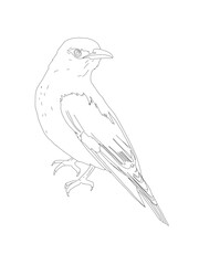 Bird Detailed Vector Drawing