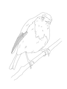 recommend clip art: Bird Detailed Vector Drawing