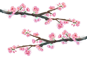 桜の枝　水彩風