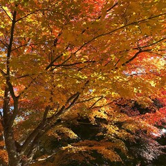 長野県富士見町の美しい紅葉の風景