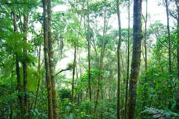 Fototapeta premium Tropical rainforest, natural reserve, landscape full of trees and vegetation, nature everywhere, beautiful green landscape