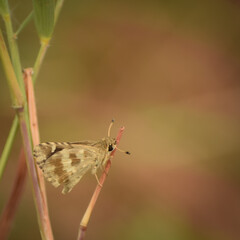 amazing picture of indian skipper ( spialia galba) butterfly resting in nature.