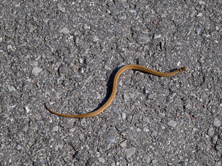Snake crawling on the road