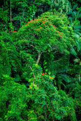 Obraz premium Flowering jungle tree