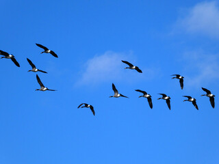 Geese flock flying in blue sky