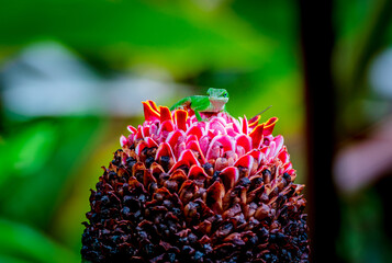 Green lizard on red ginger flower