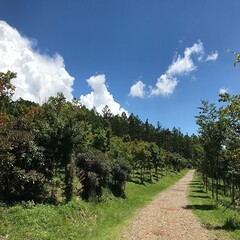 長野県富士見町、富士見高原の夏の風景