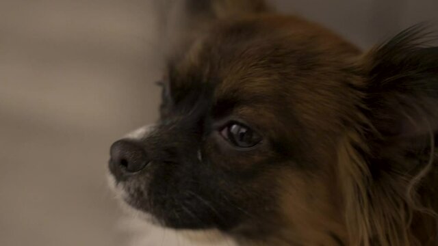 Slep little puppy dog chihuahua Havanese mix