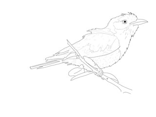 Bird Hand Drawing Lineart