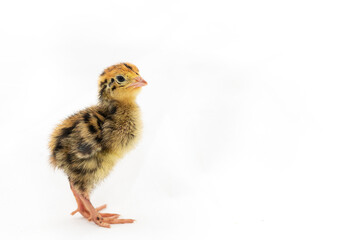 Tiny Button Quail isolated copy space landscape