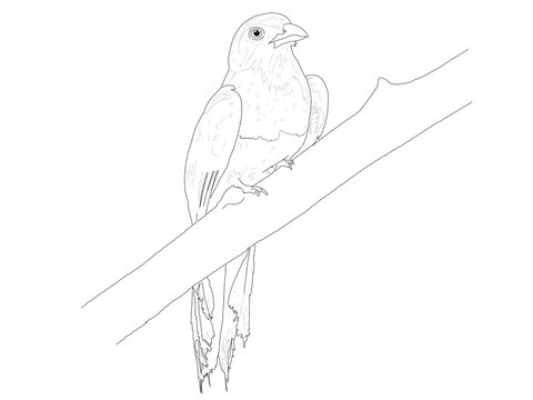 recommend clip art: Bird Hand Drawing Lineart