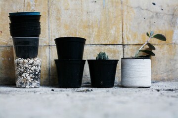 Naklejka premium potted plant with cactus 