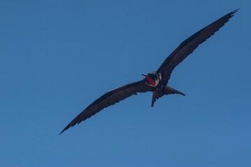 Male Frigatebird