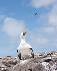 Nazca booby
