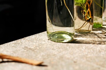 glass of water with a flower