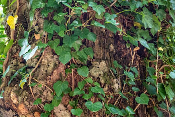 Close-up of the tree trunks covered by lianas in foggy forest