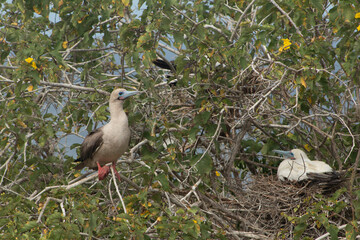 Red footed booby