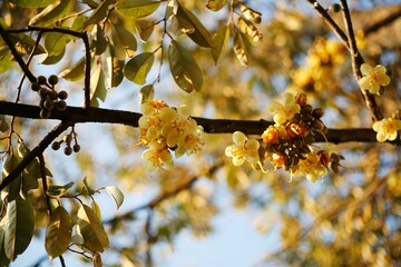 Durian flowers or Durio zibethinus bloom on the branches of a tree