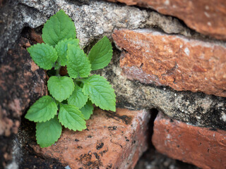 Closeup of little plant growing out from old brick wall