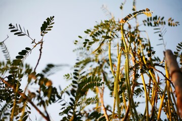 long beans branches of a tree