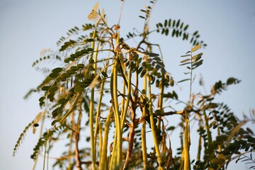long beans tree branches