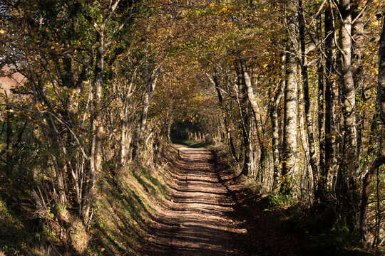 Road leading to forest in the French countryside