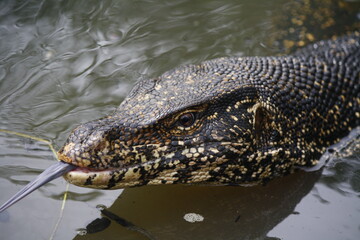 Water monitor head shot with tounge sticking out