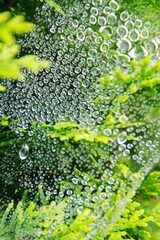 蜘蛛の巣に付く水滴