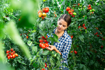 Female horticulturist working in farm glasshouse in spring, harvesting fresh red plum tomatoes....