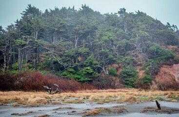 Trees in fog at the beach