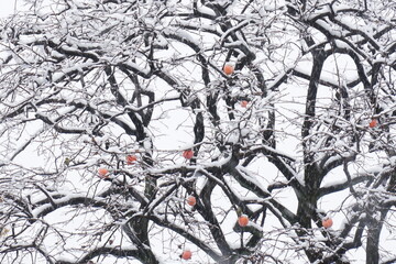 雪をかぶる柿の木