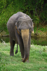 male sri lankan elephant, with dark body and orange patches on ears and trunk, grazes alone on grass patch on the edge of a river in minneriya national park jungle.