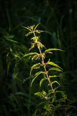 Stem of stinging nettle illuminated by light on dark background