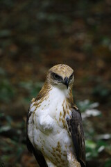 close up of young crested hawk eagle in wilpattu jungles