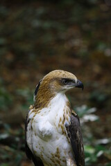 close up of young crested hawk eagle in wilpattu jungles