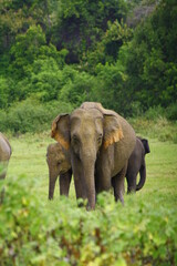 Fototapeta premium male sri lankan elephant grazes in kaudulla national park