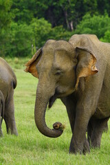 male sri lankan elephant grazes in kaudulla national park