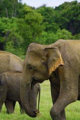 Fototapeta na wymiar male sri lankan elephant grazes in minneriya national park