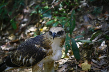 young crested hawk eagle looks curiously at camera