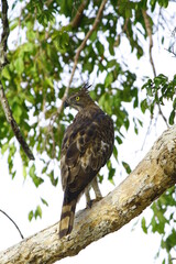 crested hawk eagle, with brown body, wings and crested head, barred brown tail and white legs with yellow feet with large talons, on tree branch in wilpattu national park jungle
