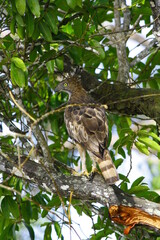crested hawk eagle on tree branch in wilpattu national park