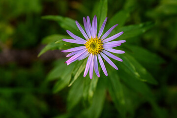 Obraz premium Closeup of purple bloom of Cascade Aster in summer, Paradise at Mt. Rainier National Park, Washington State, USA 