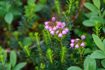 Fototapeta premium Closeup of pink blooms of Pink Mountain Heather in summer, Paradise at Mt. Rainier National Park, Washington State, USA 