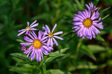 Obraz premium Closeup of purple blooms of Cascade Aster in summer, Paradise at Mt. Rainier National Park, Washington State, USA 
