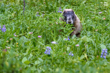 Adorable Hoary Marmot feeding in summer wildflower meadow, Paradise at Mt. Rainier National Park, Washington State, USA
