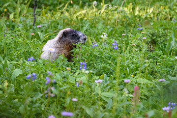 Adorable Hoary Marmot feeding in summer wildflower meadow, Paradise at Mt. Rainier National Park, Washington State, USA
