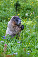 Naklejka na ściany i meble Adorable Hoary Marmot feeding in summer wildflower meadow, Paradise at Mt. Rainier National Park, Washington State, USA 